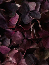 Charger l'image dans la galerie, Club du mois de janvier - Coloris inédit mensuel janvier 2026